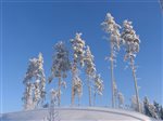 Lumisia puita Päijät-Hämeen luonnossa
